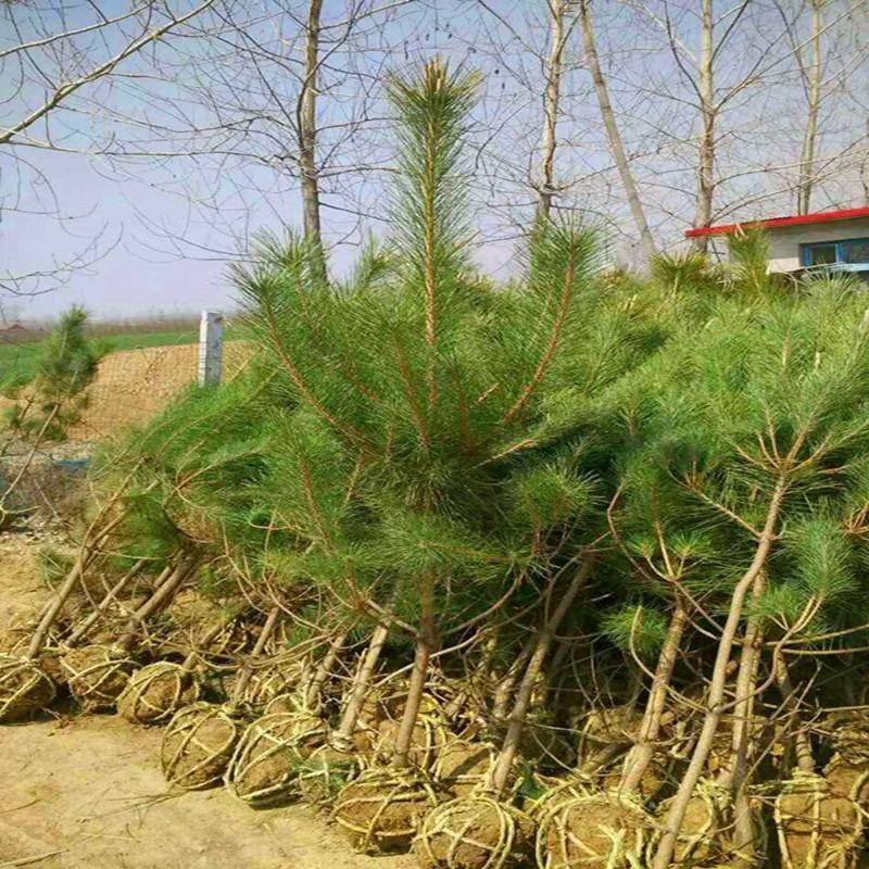 绿化苗木日本黑松小苗庭院黑松苗黑松树苗四季常青盆景植物