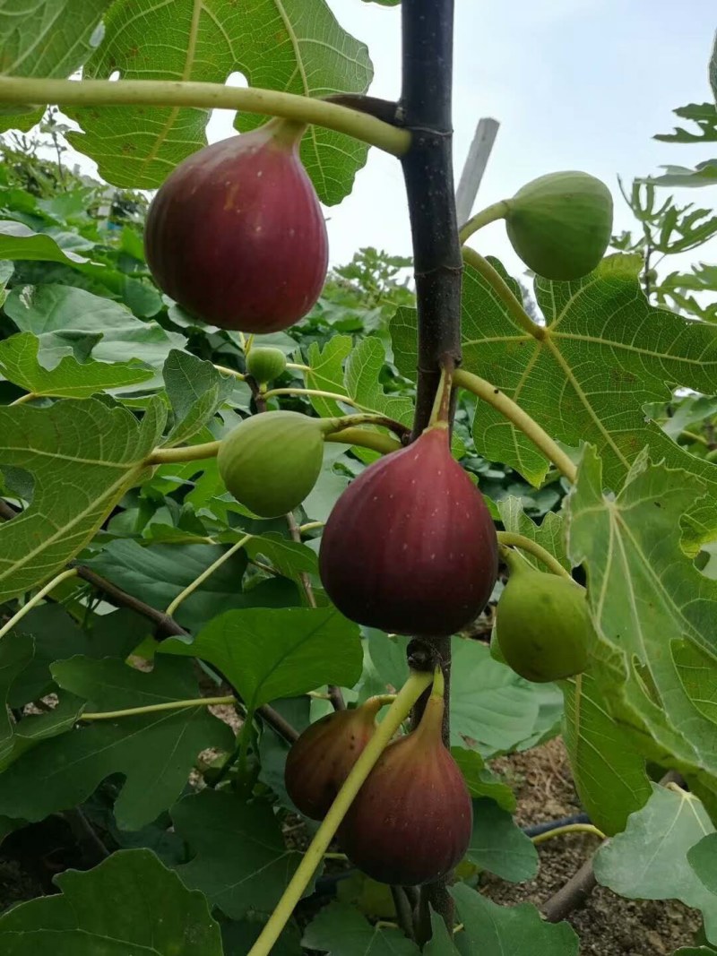 新品种无花果树苗大青皮布兰瑞克波姬红包邮
