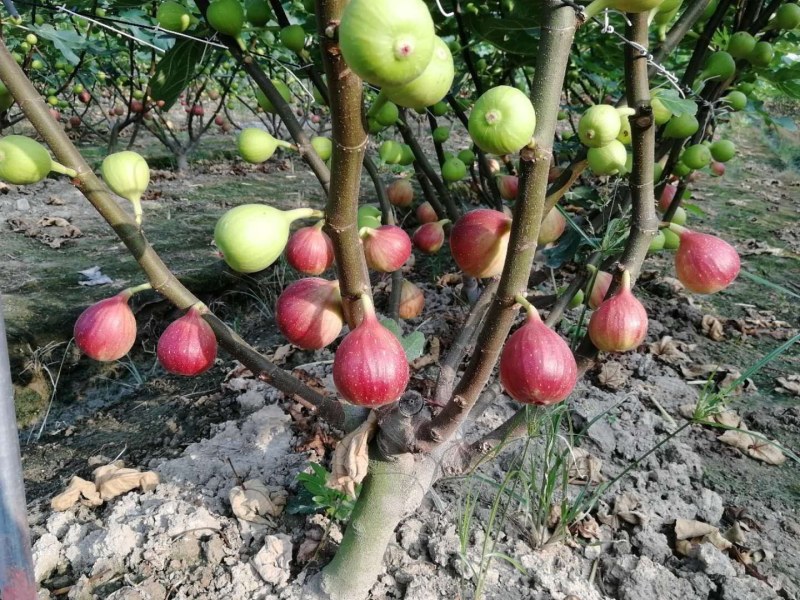 新品种无花果树苗大青皮布兰瑞克波姬红包邮