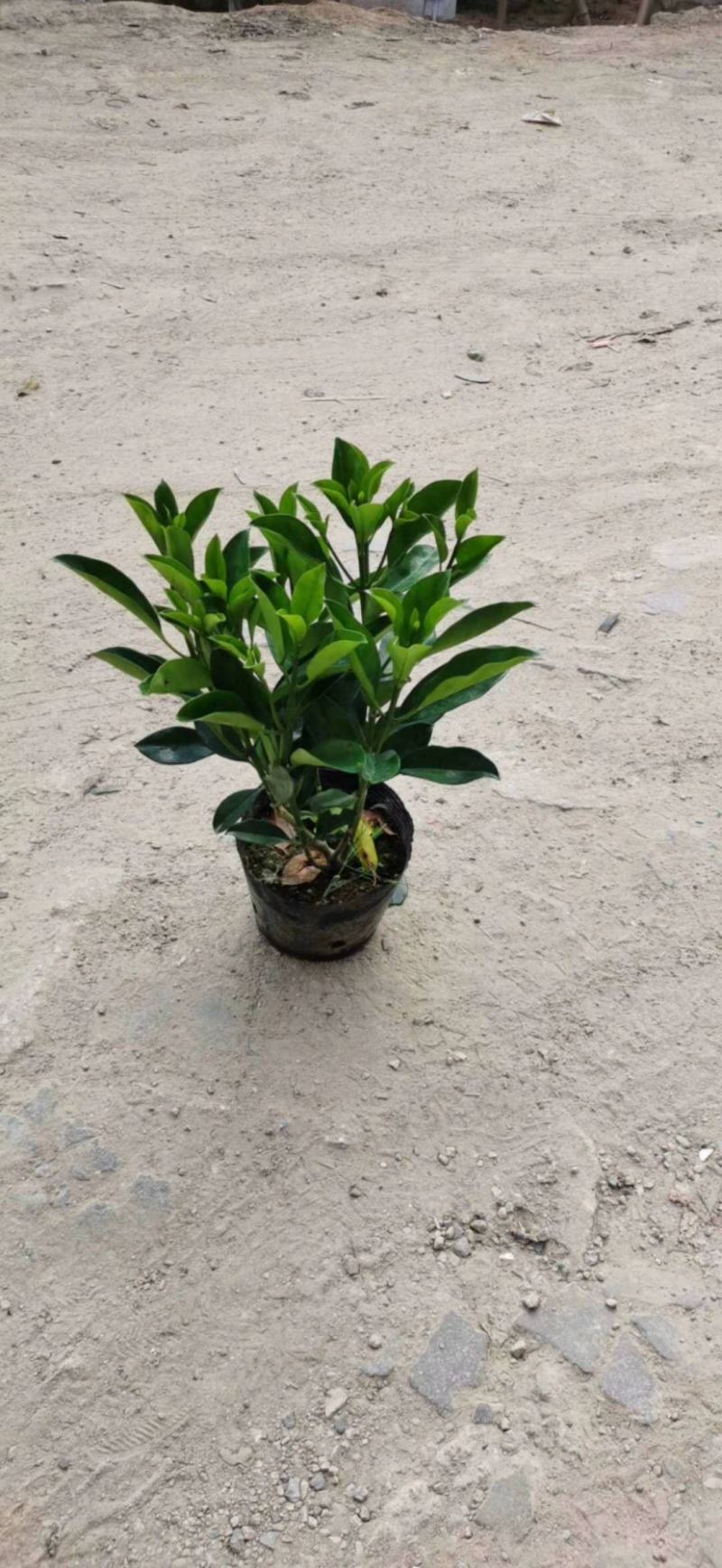 大量低价出售10斤袋非洲茉莉