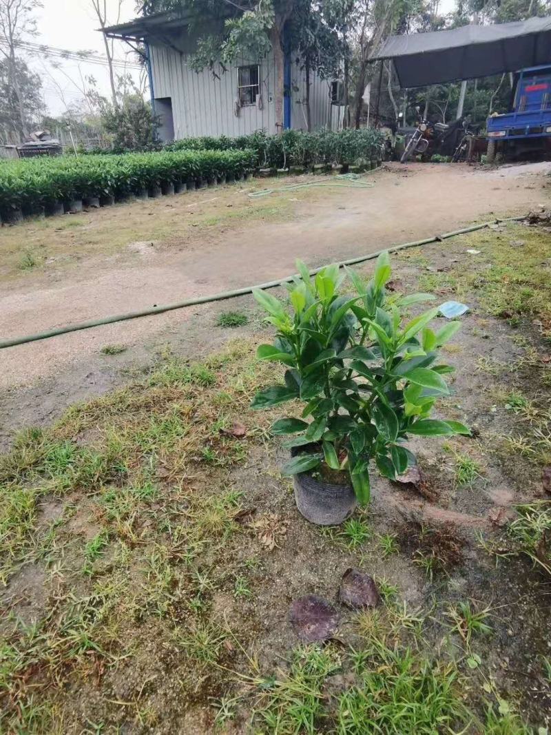 大量低价出售10斤袋非洲茉莉