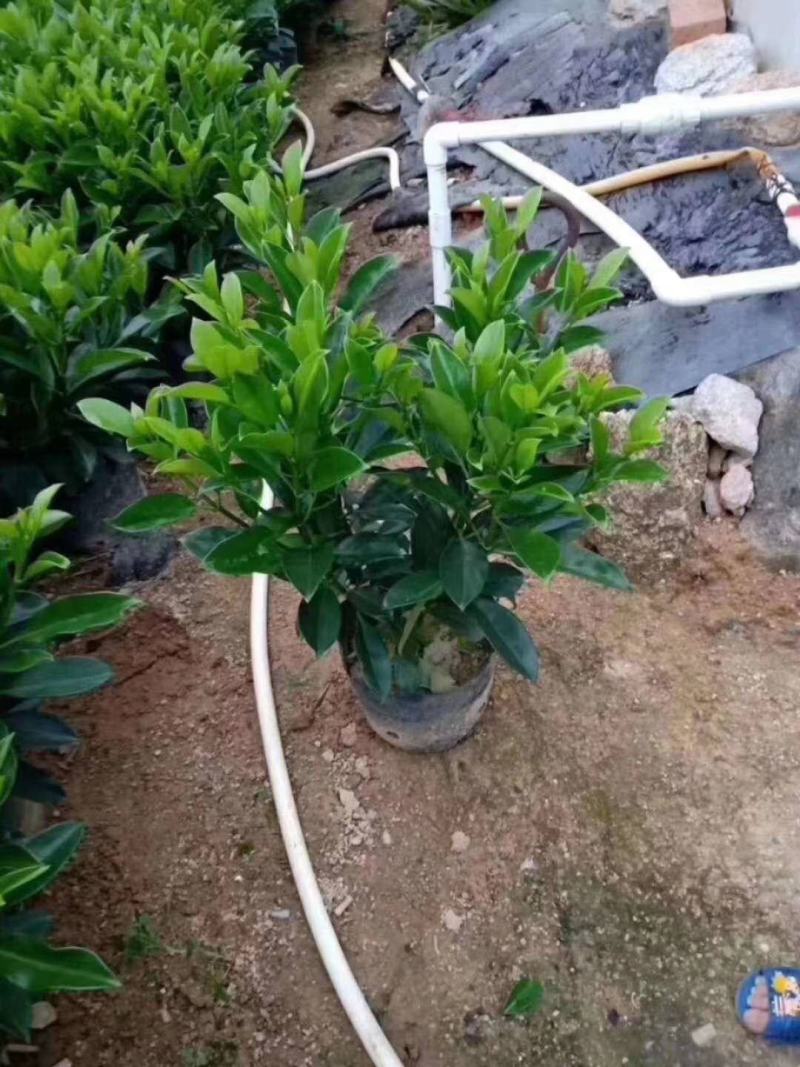 大量低价出售10斤袋非洲茉莉