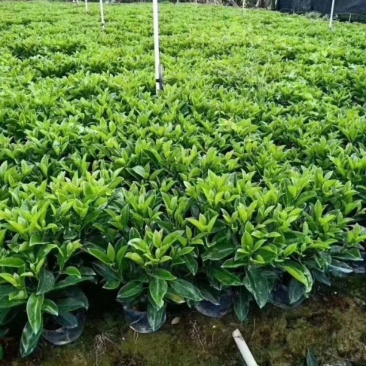大量低价出售10斤袋非洲茉莉