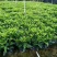 大量低价出售10斤袋非洲茉莉