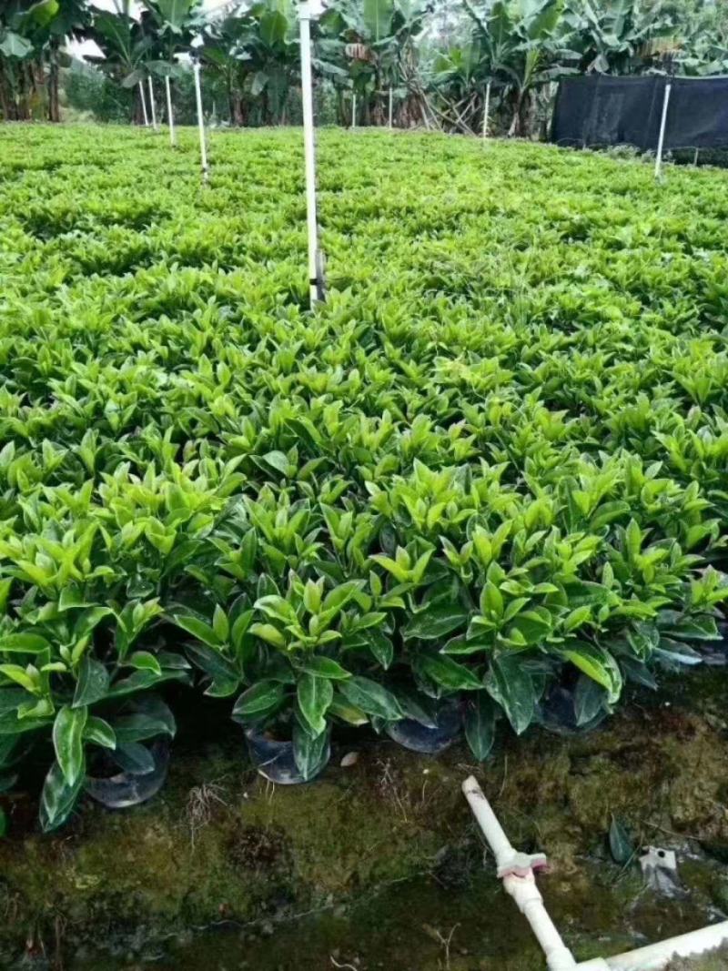 大量低价出售10斤袋非洲茉莉