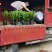 大量低价出售10斤袋非洲茉莉