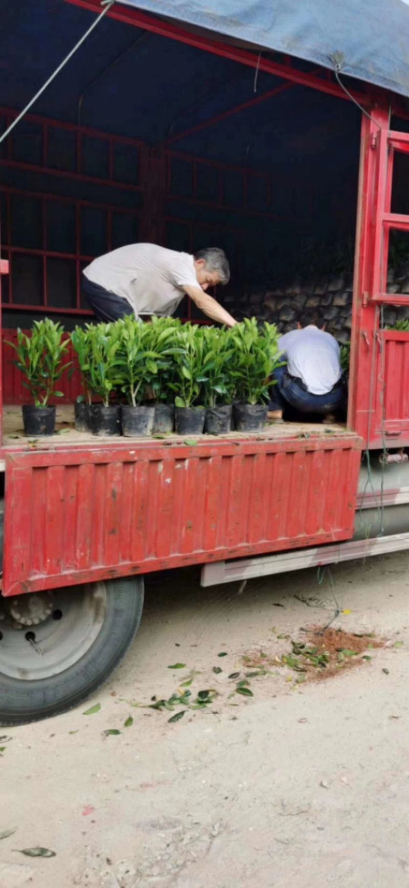 大量低价出售10斤袋非洲茉莉