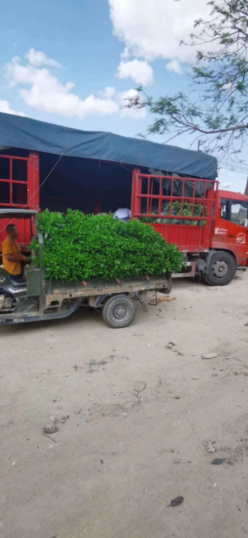 大量低价出售10斤袋非洲茉莉