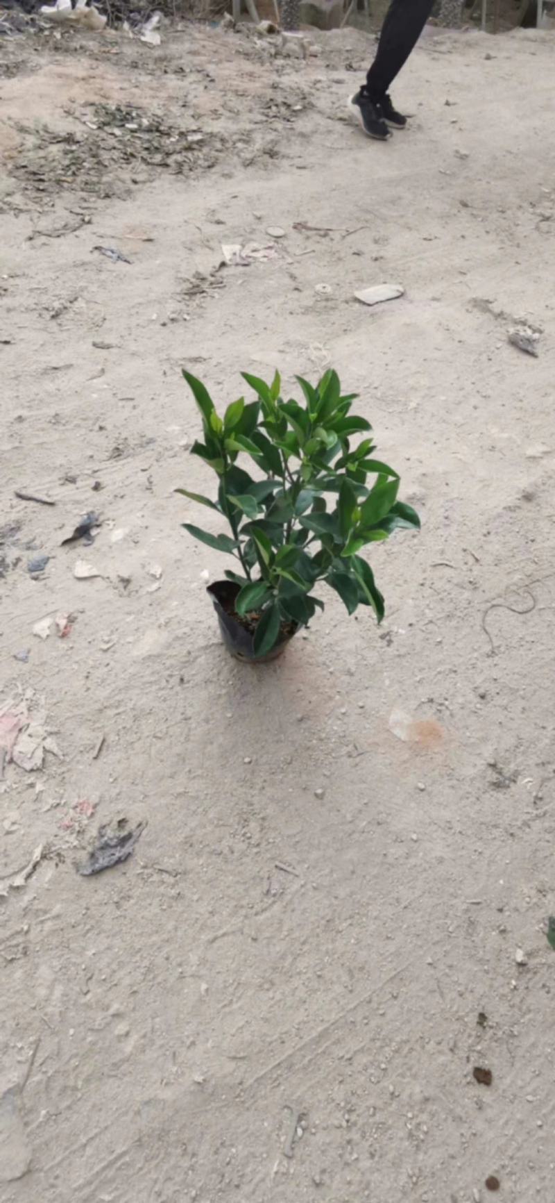 大量低价出售10斤袋非洲茉莉