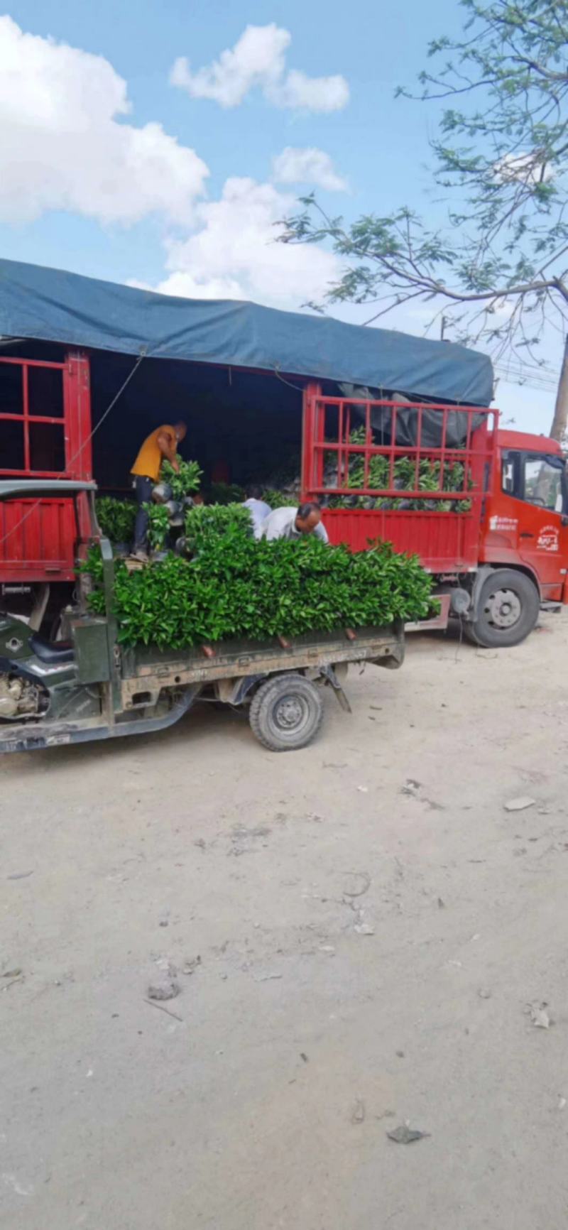 大量低价出售10斤袋非洲茉莉