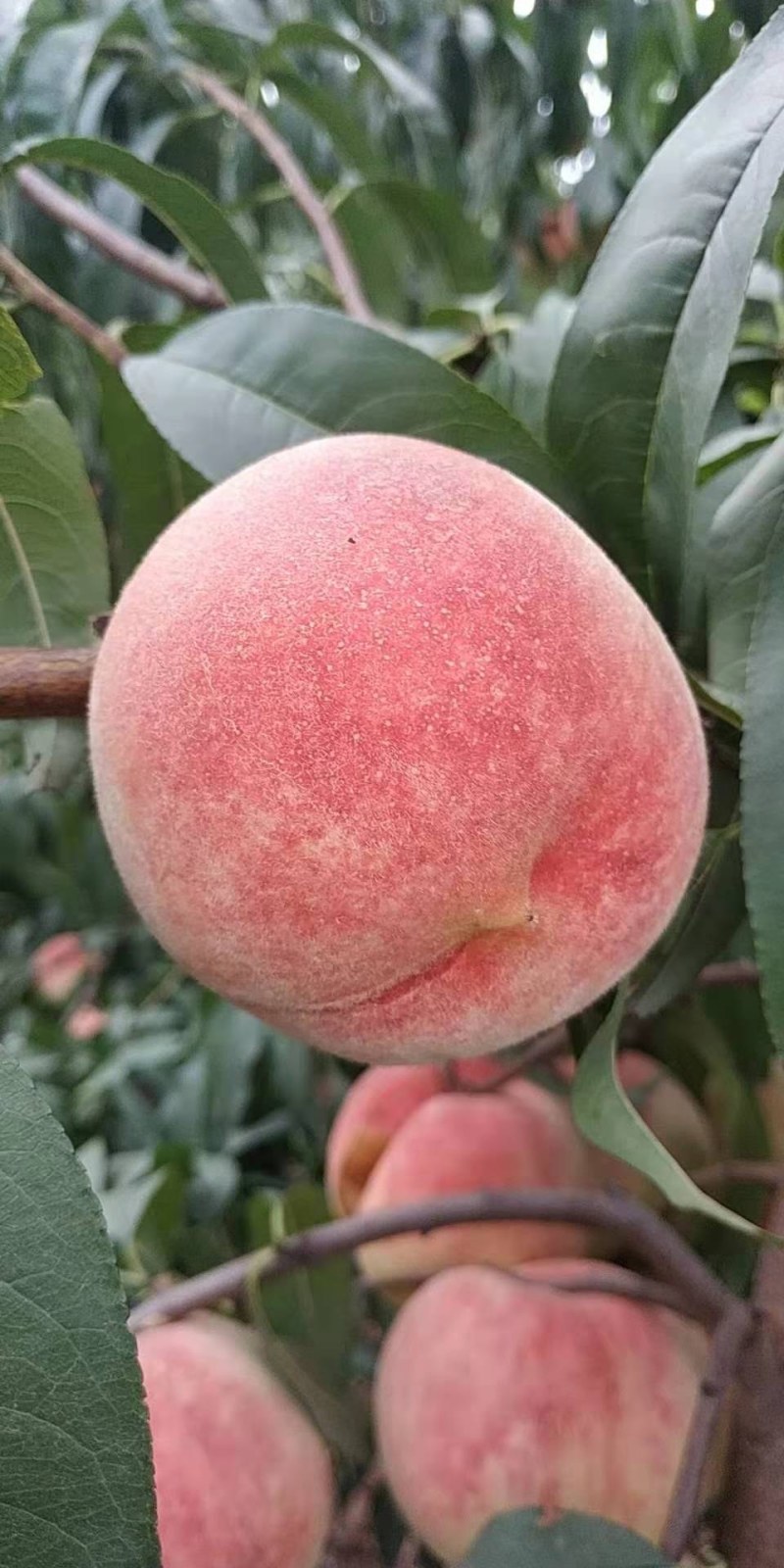 新品种桃树苗秋彤黄油蟠黄金蜜保证品种现挖包邮