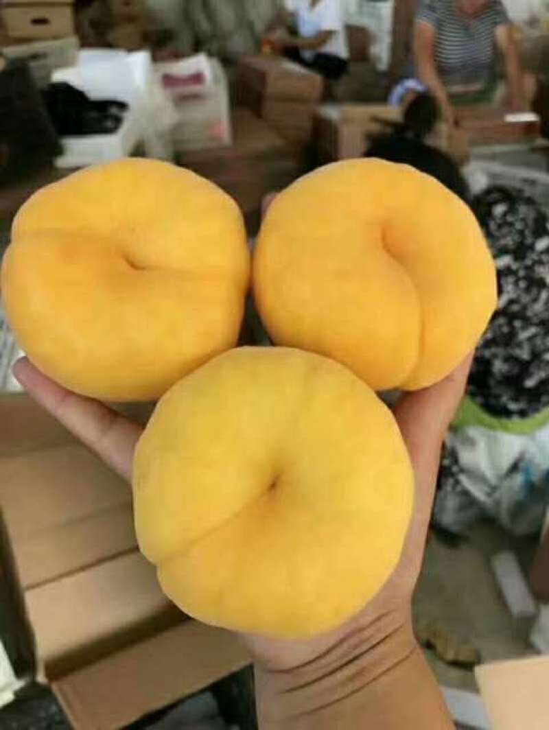 新品种桃树苗秋彤黄油蟠黄金蜜保证品种现挖包邮