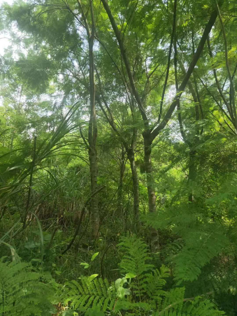 福建特价蓝花楹240元上车价漳州蓝花楹种植基地批发
