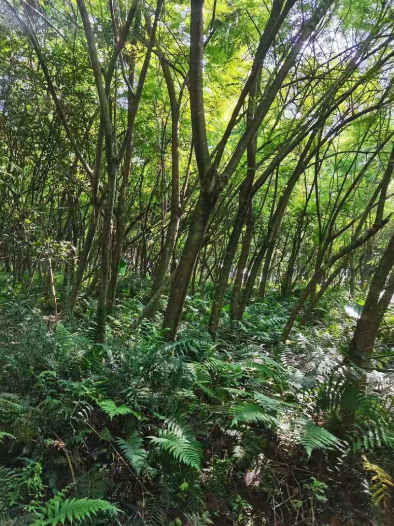 福建特价蓝花楹240元上车价漳州蓝花楹种植基地批发