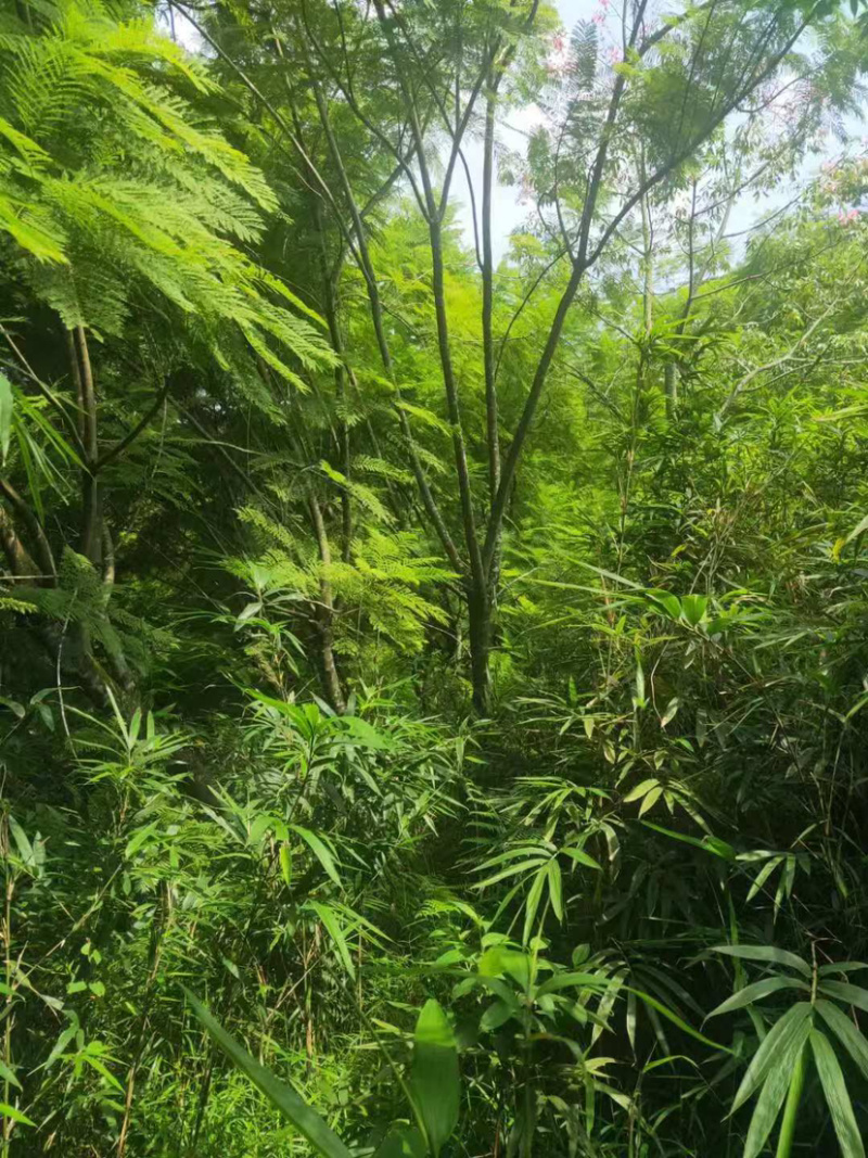 福建特价蓝花楹240元上车价漳州蓝花楹种植基地批发