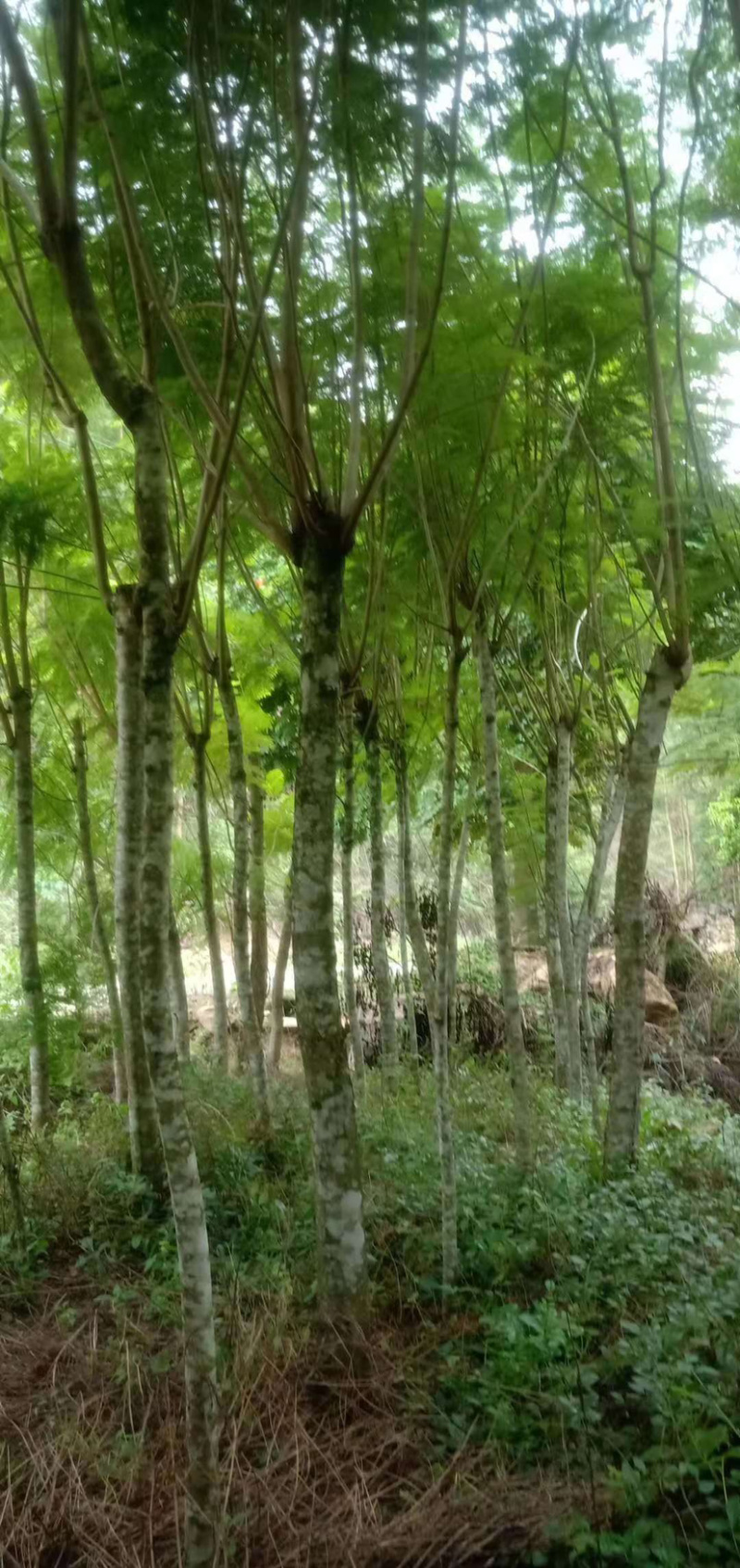 福建特价蓝花楹240元上车价漳州蓝花楹种植基地批发
