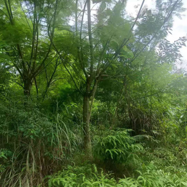 福建特价蓝花楹240元上车价漳州蓝花楹种植基地批发