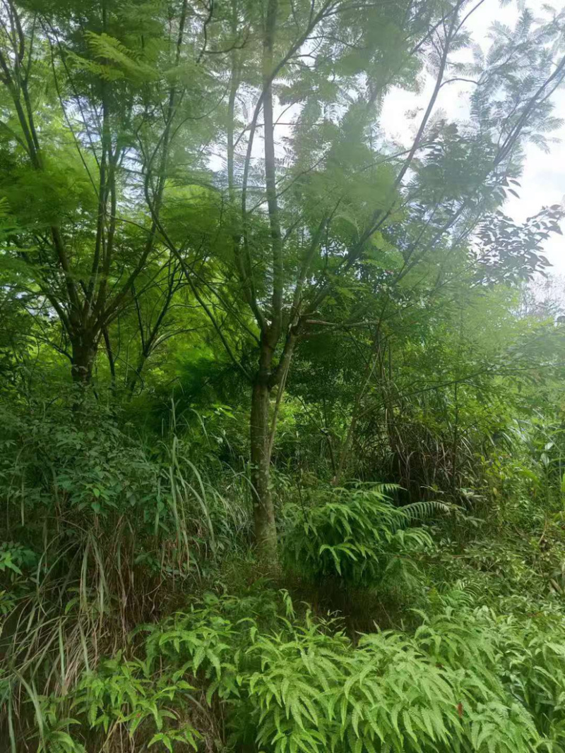 福建特价蓝花楹240元上车价漳州蓝花楹种植基地批发