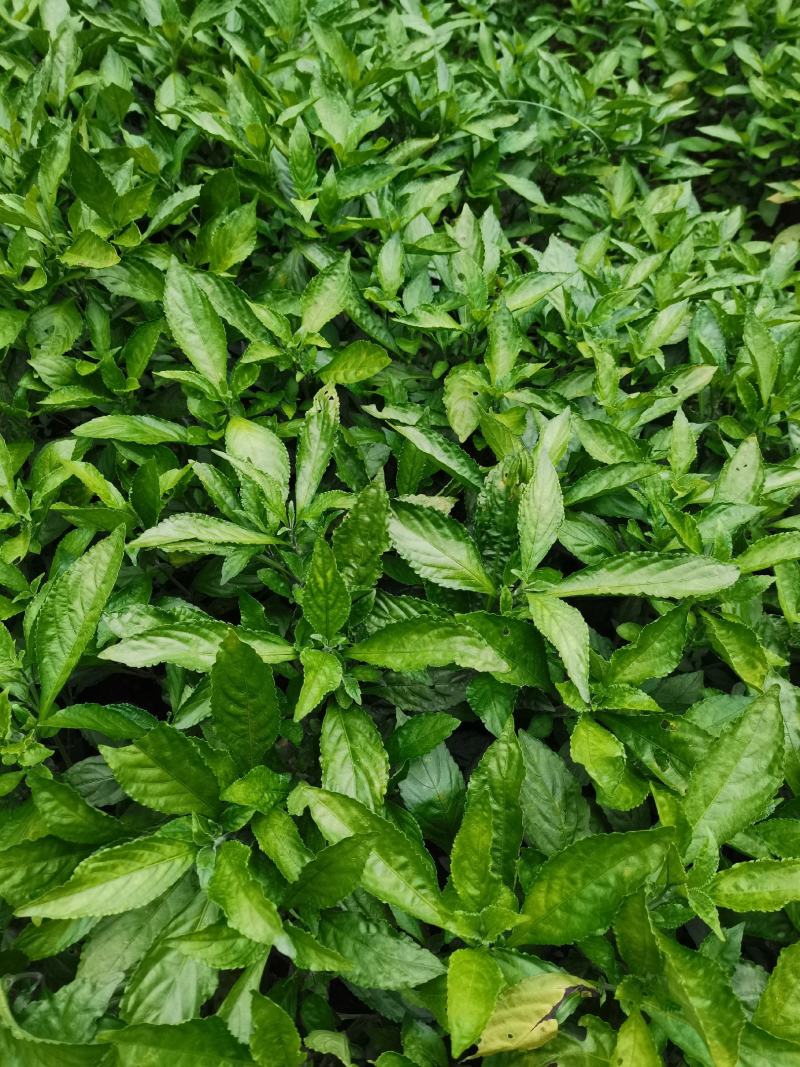 优质的南板蓝根苗量大从优
