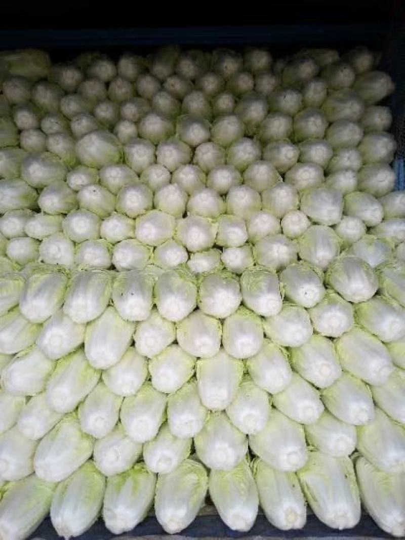 白菜精品夏阳白夏先峰，供应商超，产地代发一手货源