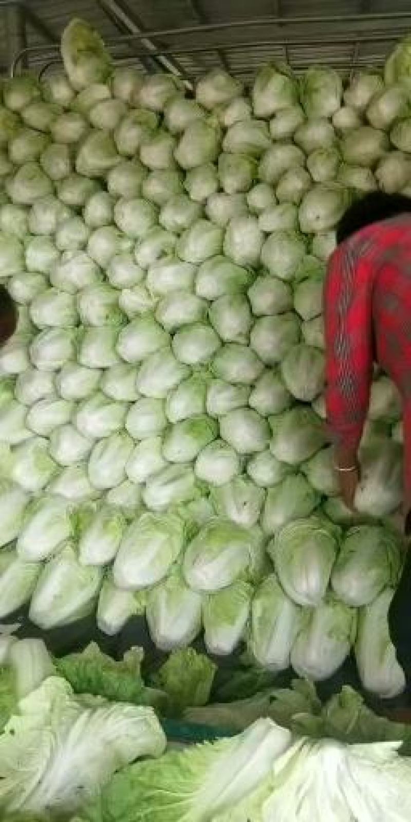 白菜精品夏阳白夏先峰，供应商超，产地代发一手货源