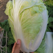 白菜精品夏阳白夏先峰，供应商超，产地代发一手货源