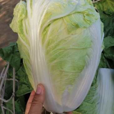 白菜精品夏阳白夏先峰，供应商超，产地代发一手货源