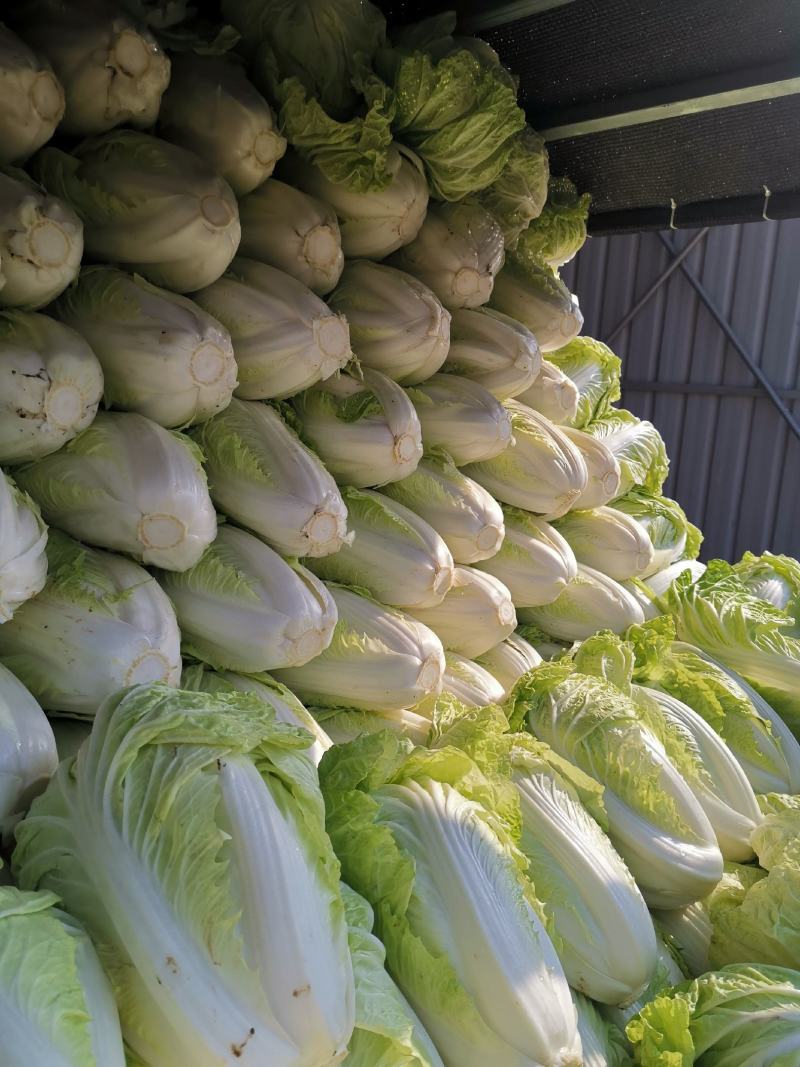 白菜精品夏阳白夏先峰，供应商超，产地代发一手货源