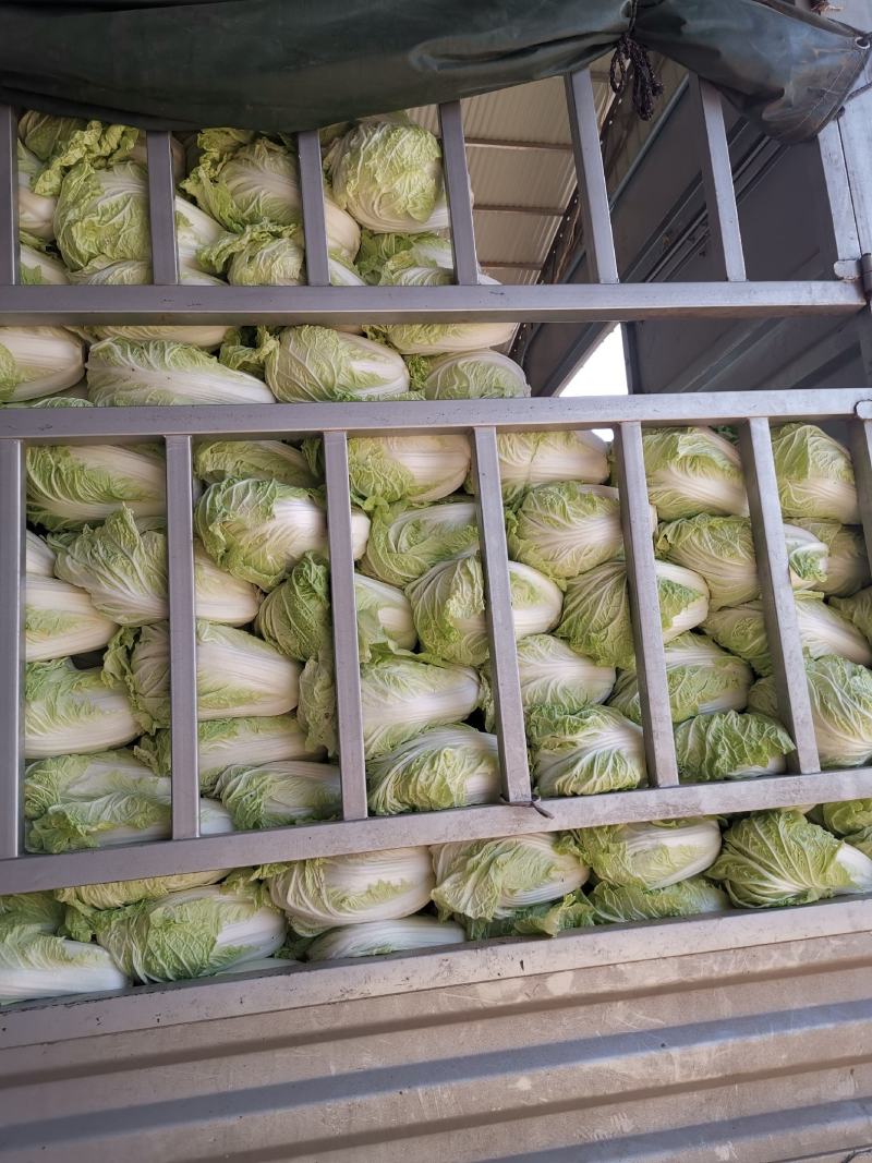 白菜精品夏阳白夏先峰，供应商超，产地代发一手货源