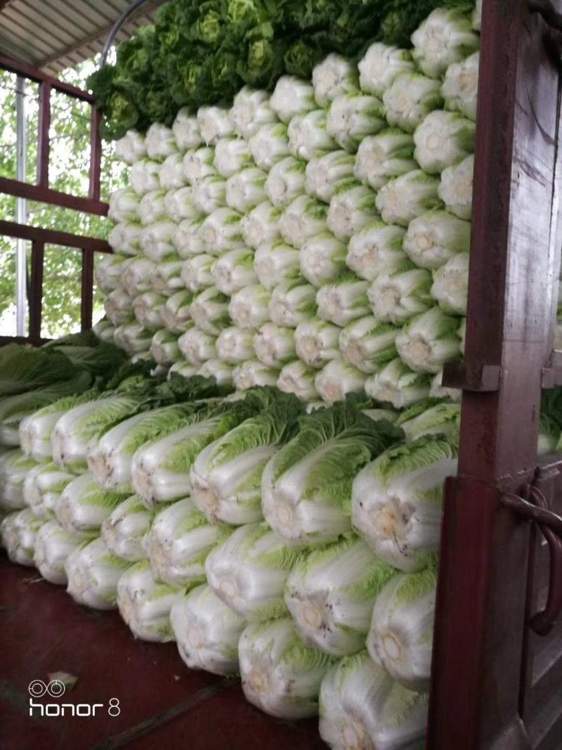 白菜精品夏阳白夏先峰，供应商超，产地代发一手货源