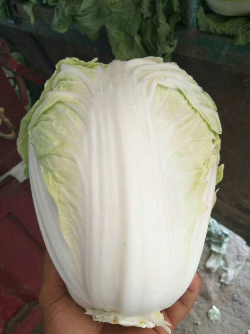 白菜精品夏阳白夏先峰，供应商超，产地代发一手货源