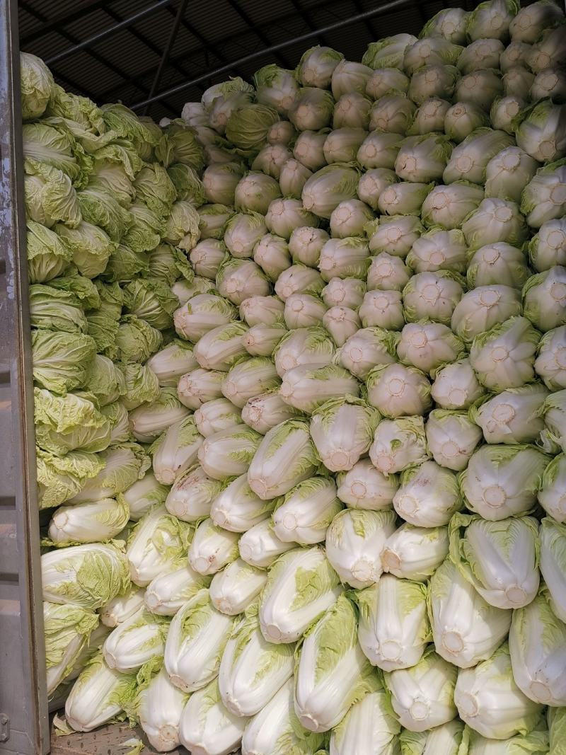 白菜精品夏阳白夏先峰，供应商超，产地代发一手货源