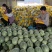 山东寿光小蜜25哈蜜瓜大量上市，专业代收产地直供，