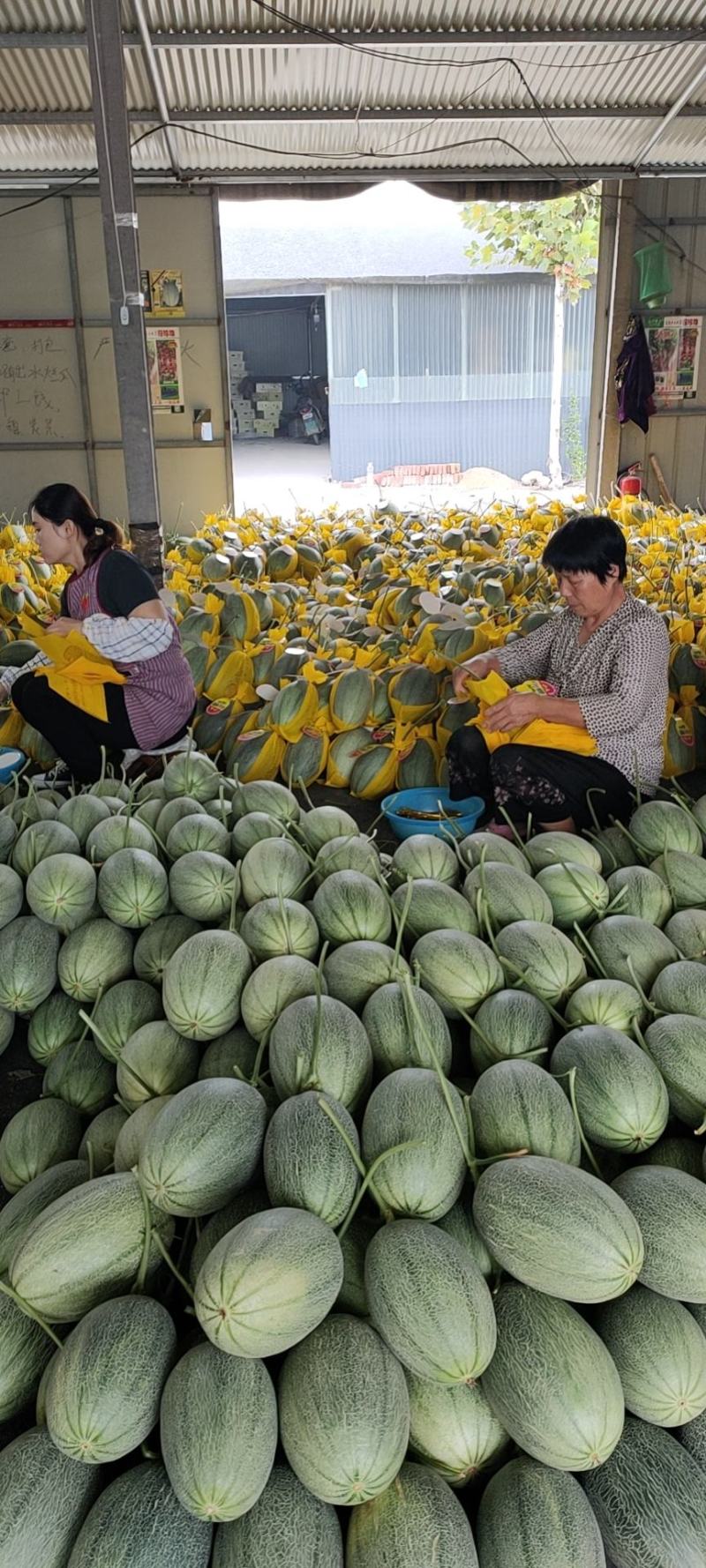 山东寿光小蜜25哈蜜瓜大量上市，专业代收产地直供，