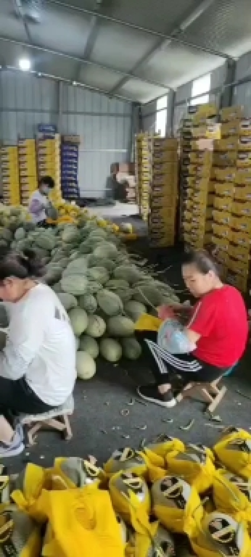 山东寿光小蜜25哈蜜瓜大量上市，专业代收产地直供，