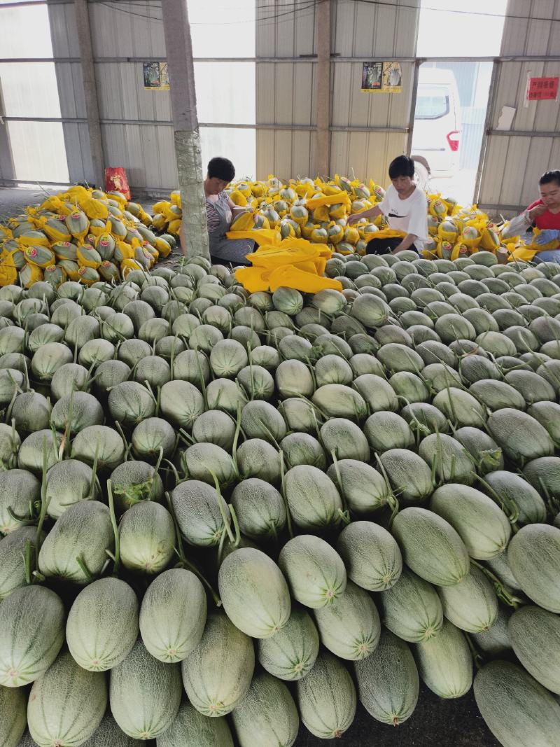 山东寿光小蜜25哈蜜瓜大量上市，专业代收产地直供，