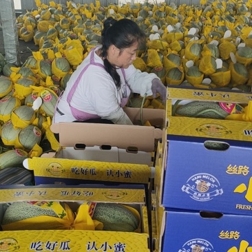 山东寿光小蜜25哈蜜瓜大量上市，专业代收产地直供，