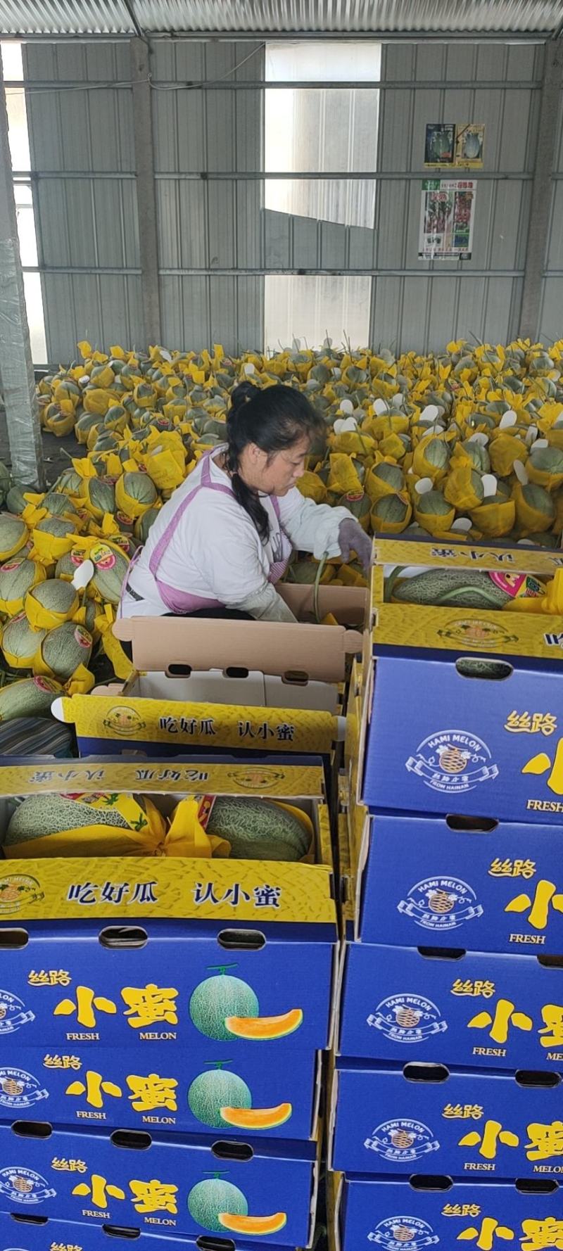 山东寿光小蜜25哈蜜瓜大量上市，专业代收产地直供，