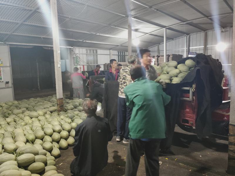山东寿光小蜜25哈蜜瓜大量上市，专业代收产地直供，