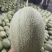 山东寿光小蜜25哈蜜瓜大量上市，专业代收产地直供，