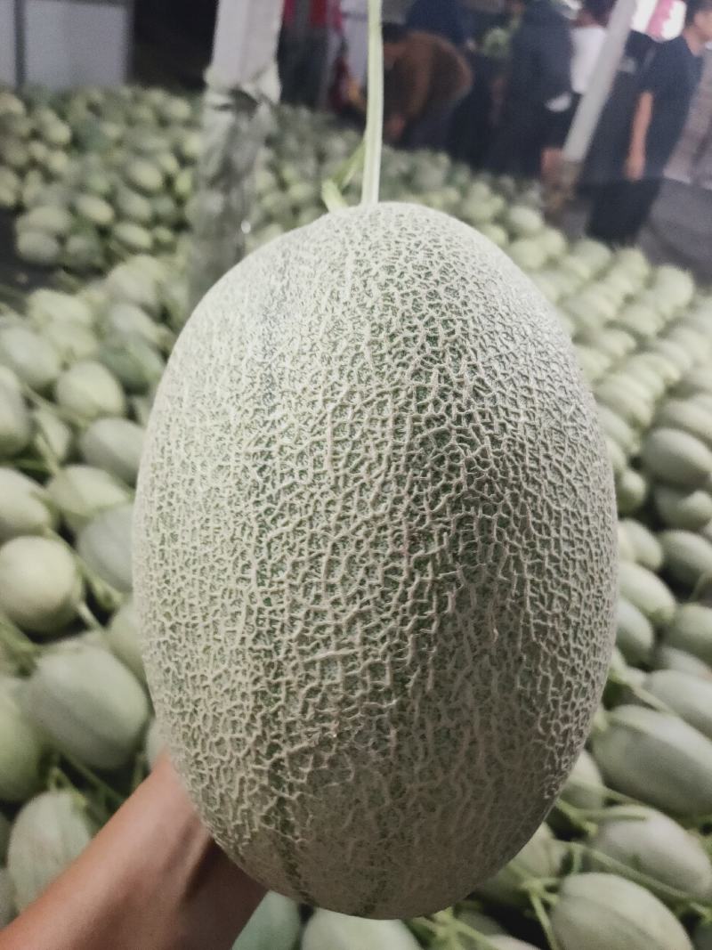 山东寿光小蜜25哈蜜瓜大量上市，专业代收产地直供，