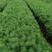 马尾松松树油松绿化树苗基地直发现挖现发质量保证