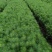马尾松松树油松绿化树苗基地直发现挖现发质量保证
