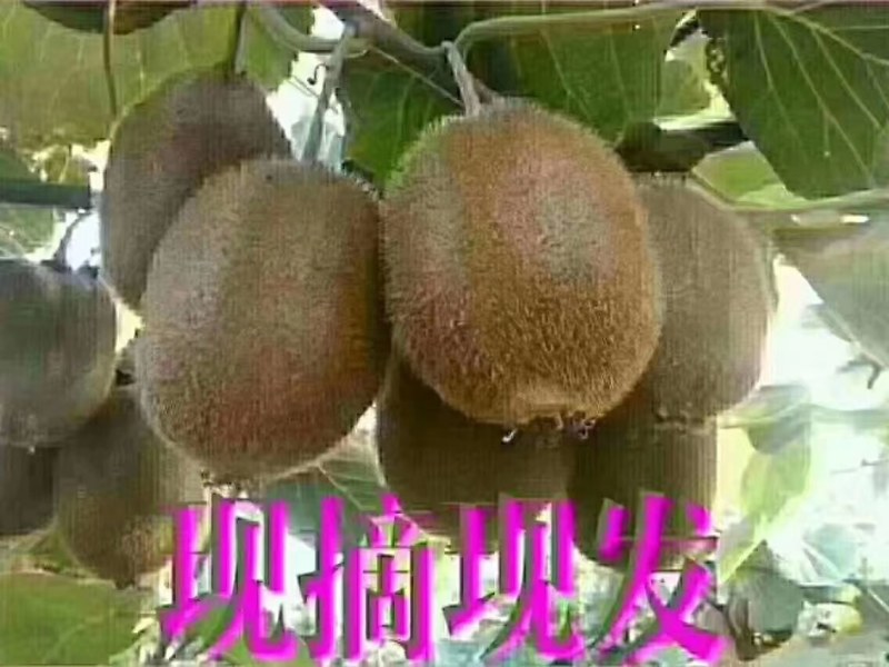 陕西省西安市户县的猕猴桃