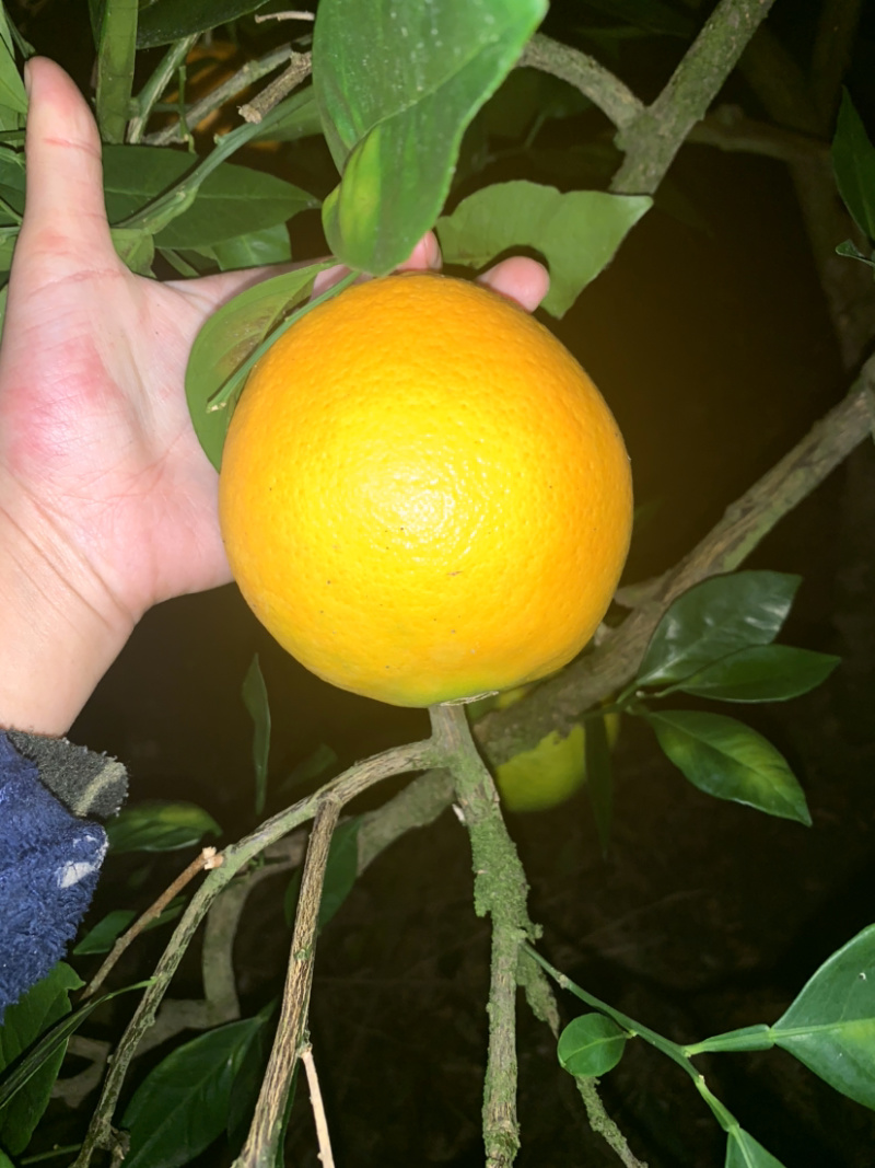 甜份高水份足的大脐橙
