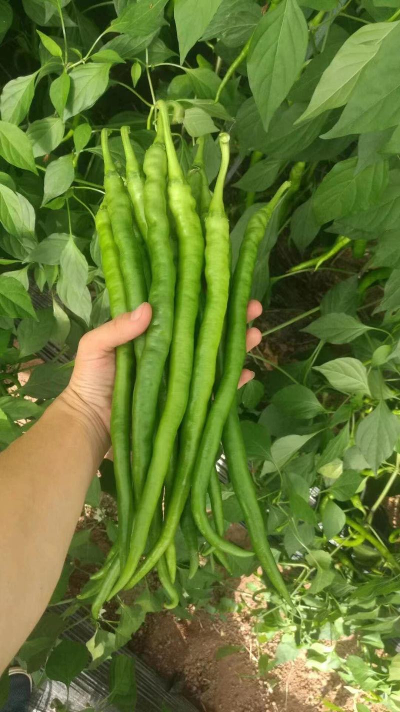 线椒大量现货质量保证云南大量上市，货源充足，等候新老