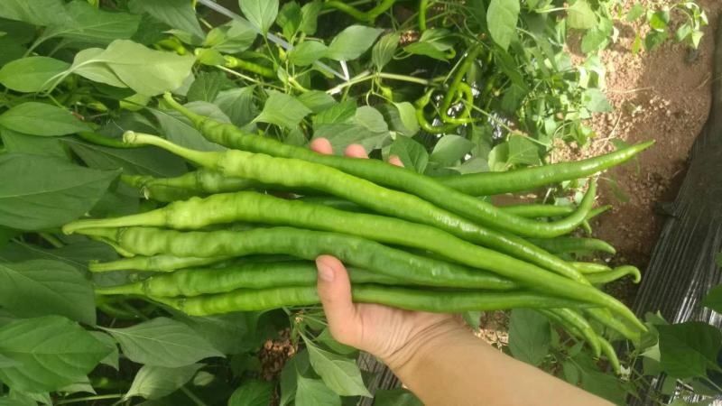 线椒大量现货质量保证云南大量上市，货源充足，等候新老