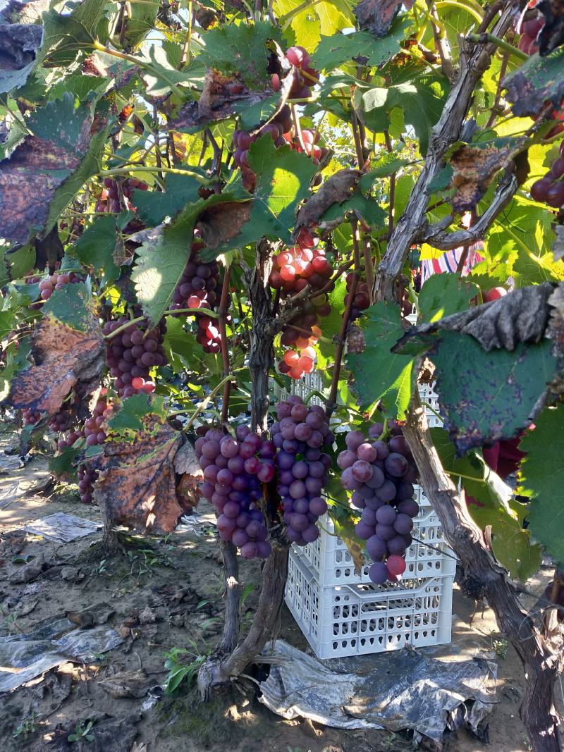 河北~保定~清苑大量套袋巨峰葡萄上市中