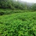 毛叶山桐子苗，2020年毛叶山桐子苗预售了。一年苗，二年