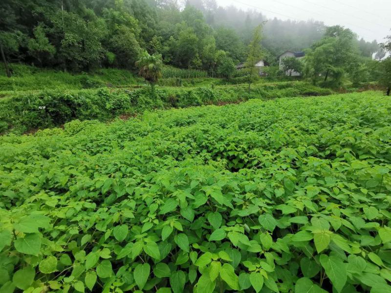 毛叶山桐子苗，2020年毛叶山桐子苗预售了。一年苗，二年